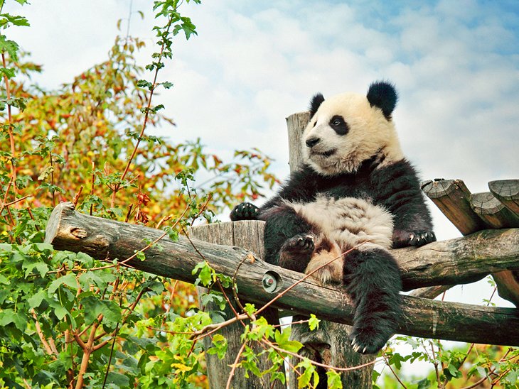 熊猫在维也纳动物园(Tiergarten美泉宫)