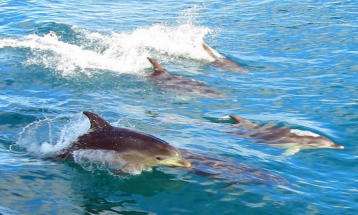 海豚和海豹游泳