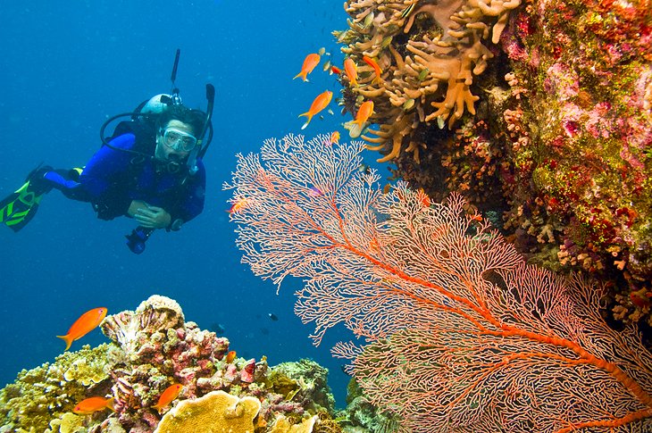 潜水员欣赏柳珊瑚海扇