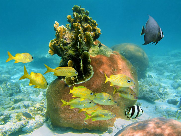 安德罗斯岛岛上的珊瑚和鱼