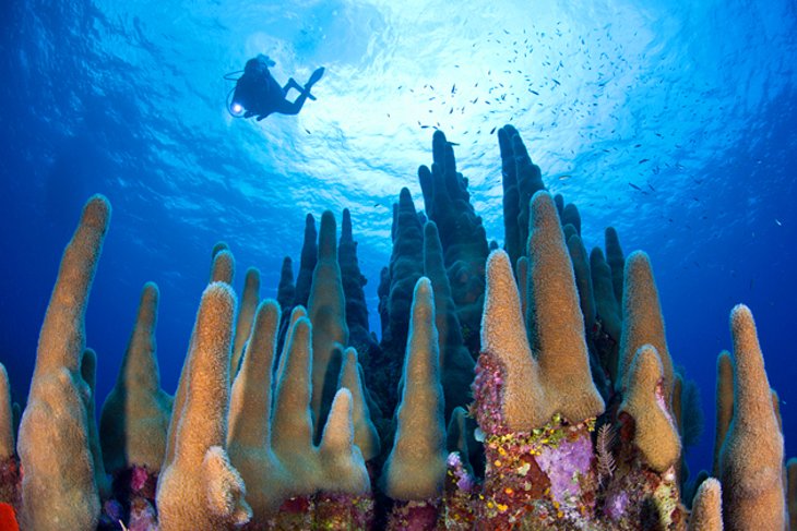 潜水在开曼群岛