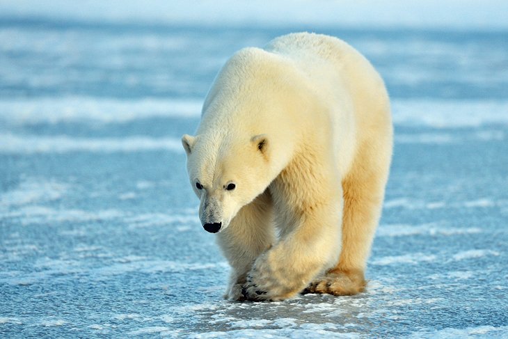 马尼托巴省丘吉尔的北极熊