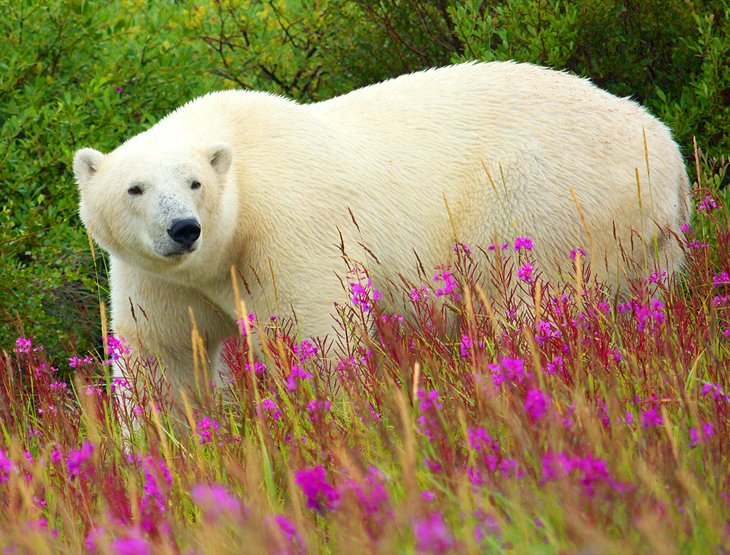 北极熊，哈德逊湾