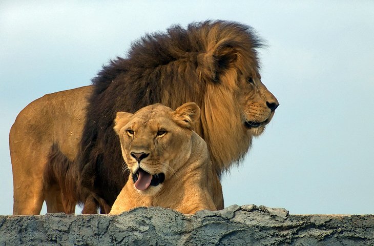非洲狮游猎