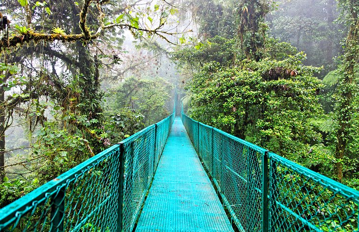 Monteverde和云的森林