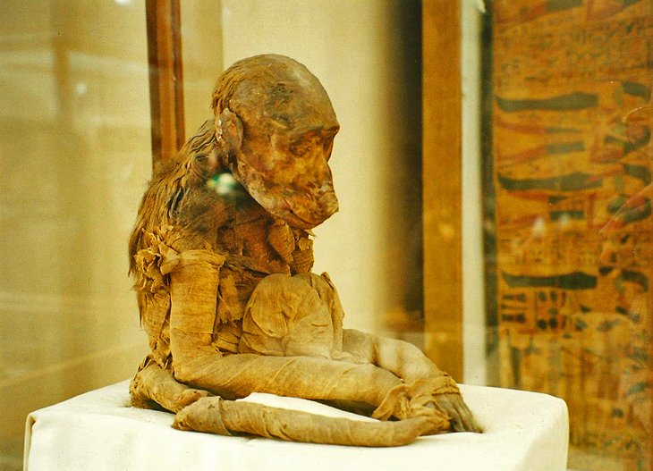 在埃及博物馆木乃伊猴子