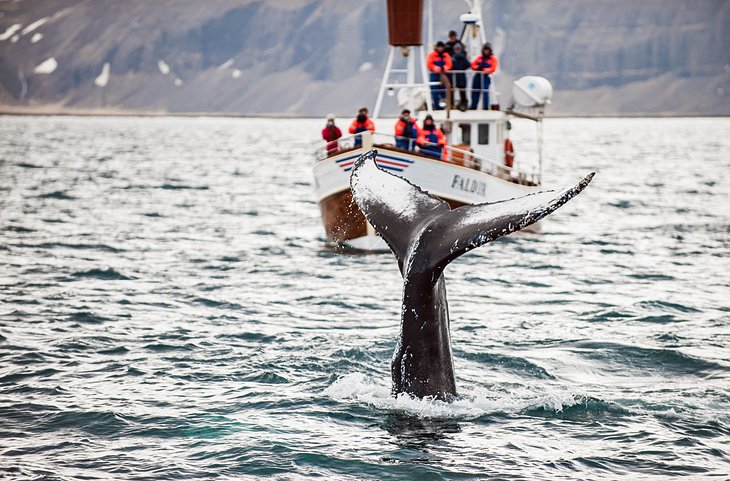 观赏鲸鱼，雷克雅未克