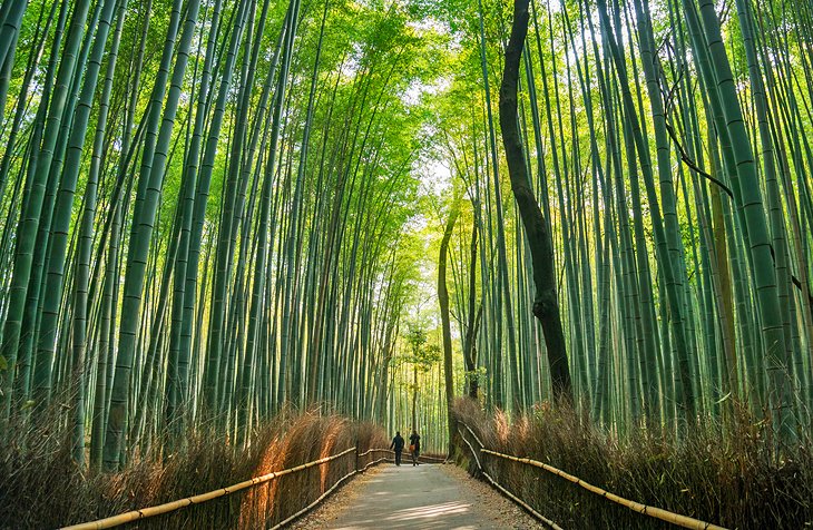 竹林在京都