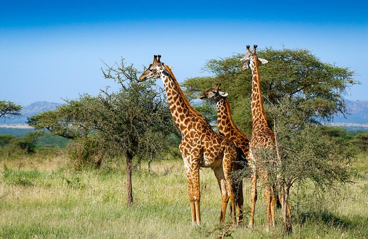 坦桑尼亚塞伦盖蒂国家公园里的长颈鹿