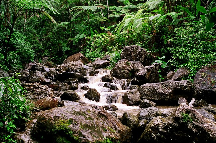 El Yunque国家森林