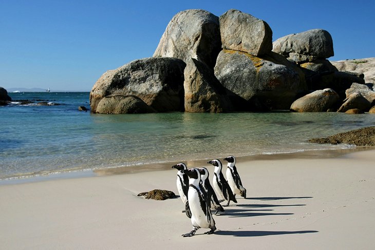 企鹅在巨石湾