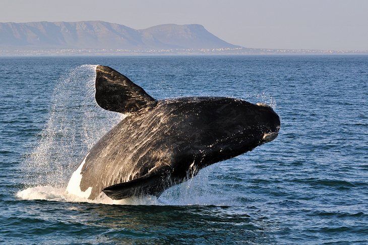 观赏鲸鱼在Hermanus