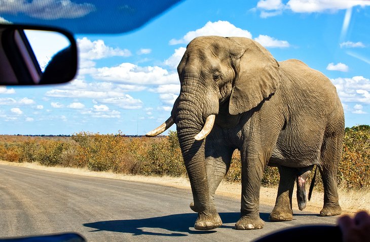 克鲁格国家公园马路上的大象