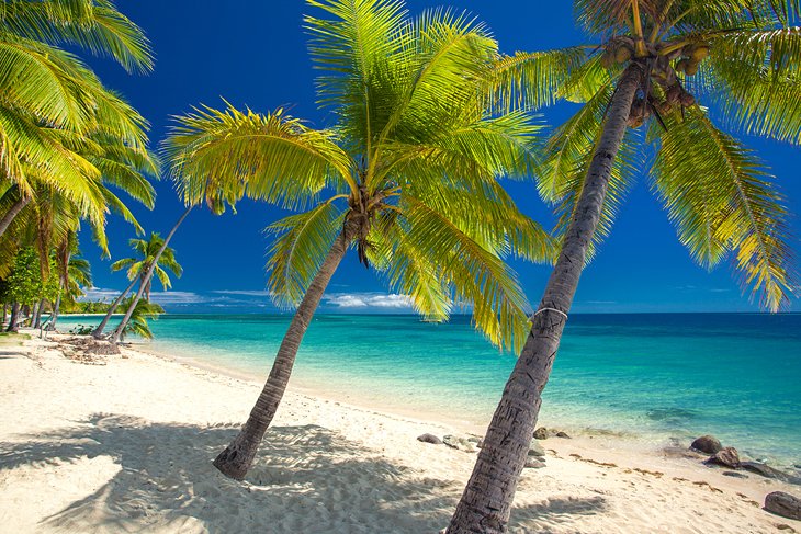 斐济的棕榈海滩