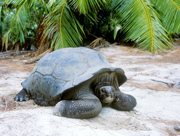 Curieuse岛上的巨龟