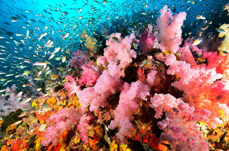 软珊瑚的殖民地,Similan岛屿