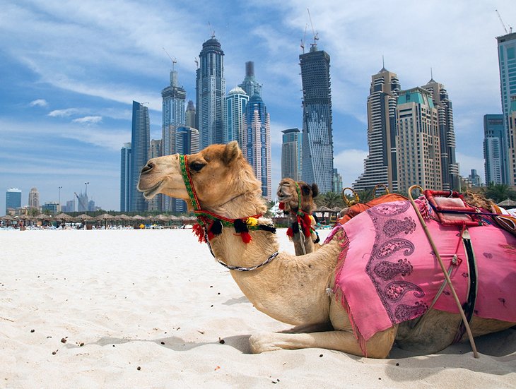 骆驼在阿拉伯联合酋长国的海滩上