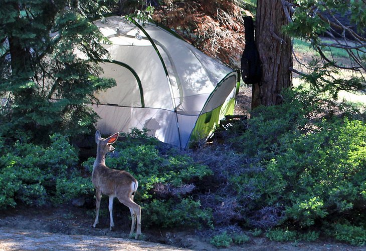 国王峡谷国家公园露营地的鹿