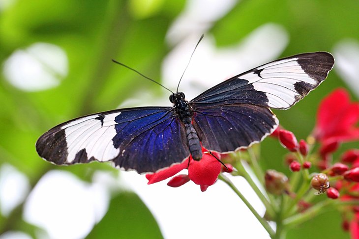 基韦斯特蝴蝶和自然温室