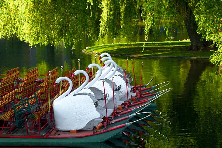 波士顿公园和公共花园天鹅船