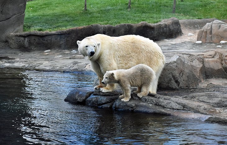 北极熊在哥伦布动物园