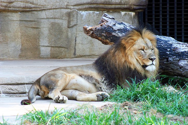 狮子在塔尔萨动物园