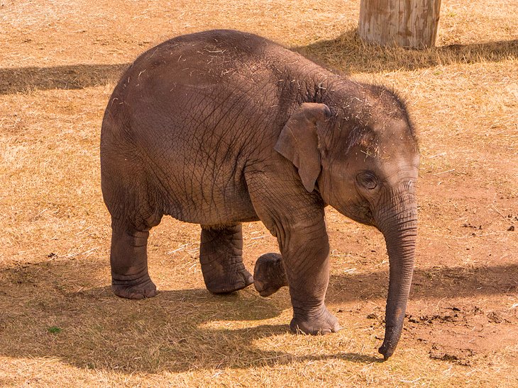 俄克拉荷马城动物园的大象