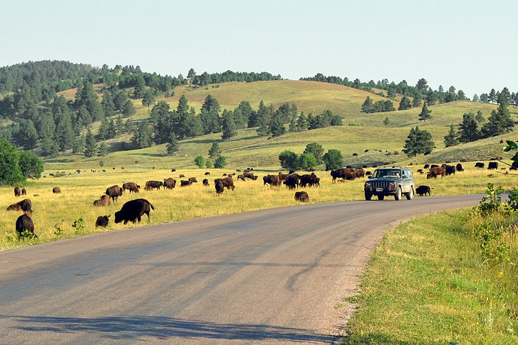 水牛在野生动物环路