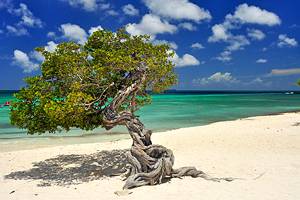 11阿鲁巴岛最好的海滩