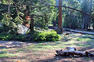 加州国王峡谷国家公园的9个最佳露营地