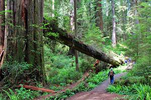 加州红木国家公园和州立公园的最佳徒步旅行