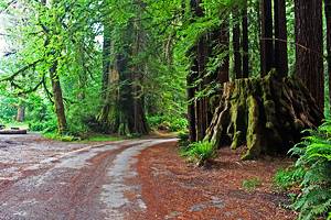 加州红木国家公园和州立公园的最佳露营地