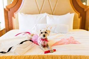 16宠物友好型酒店在圣地亚哥,CA
