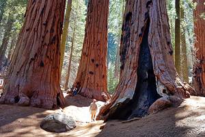 美国加州红杉国家公园最好的露营地