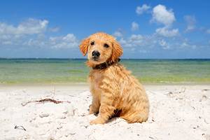 佛罗里达州的13个狗友好海滩