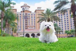 佛罗里达州奥兰多13家最佳宠物友好酒店