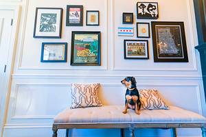 16 Pet-Friendly Hotels in Chicago, IL