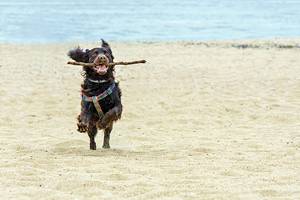 新泽西州12个最适合狗狗的海滩