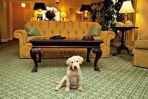 13个最好的宠物友好型酒店在纳什维尔,TN