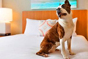 弗吉尼亚州弗吉尼亚海滩的15家宠物友好酒店