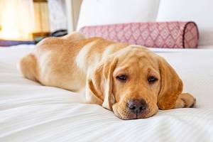 15最好的宠物友好型酒店在华盛顿特区