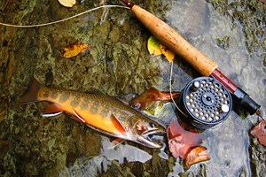主要河流和湖泊钓鳟鱼在西弗吉尼亚州