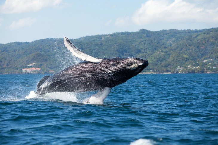 座头鲸在沙门湾