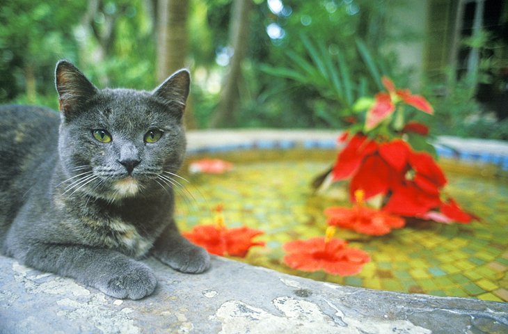 欧内斯特·海明威故居博物馆花园里的常驻猫
