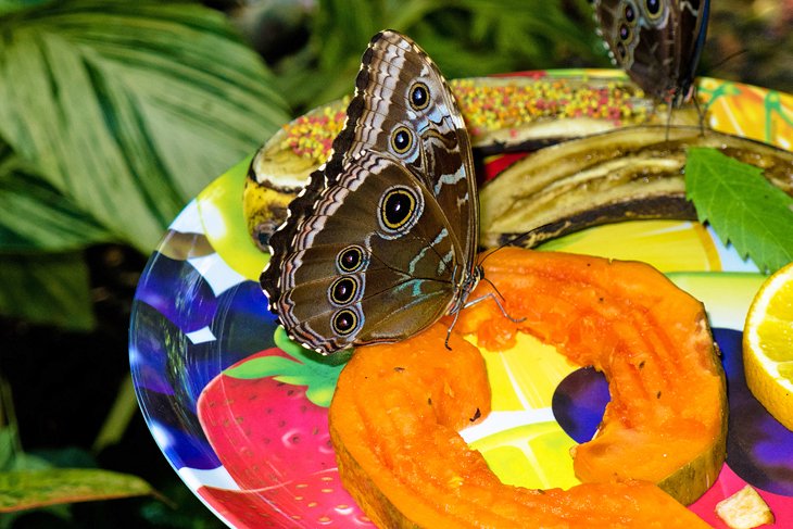 基韦斯特蝴蝶和自然温室