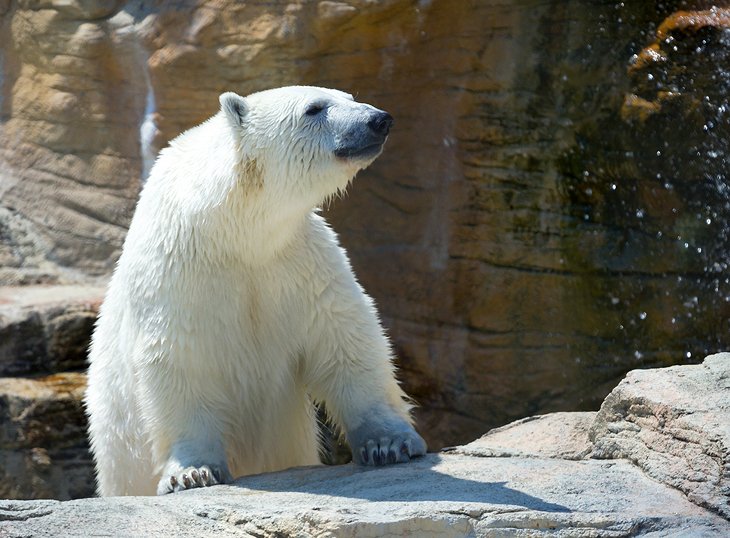 阿西公园动物园的北极熊