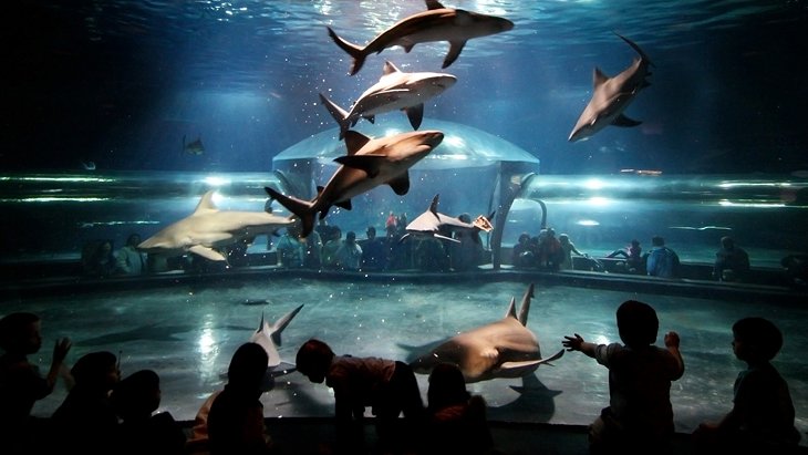 俄克拉何马水族馆的牛头鲨