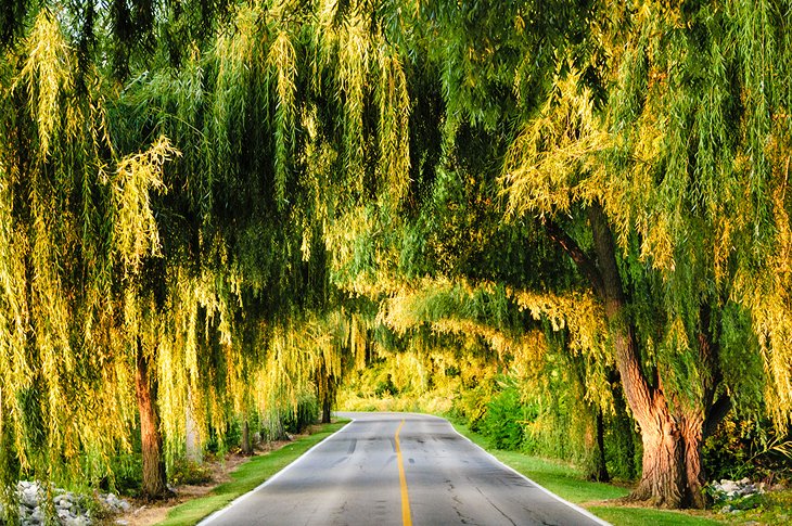 在俄亥俄州桑达斯基的树冠的树在道路