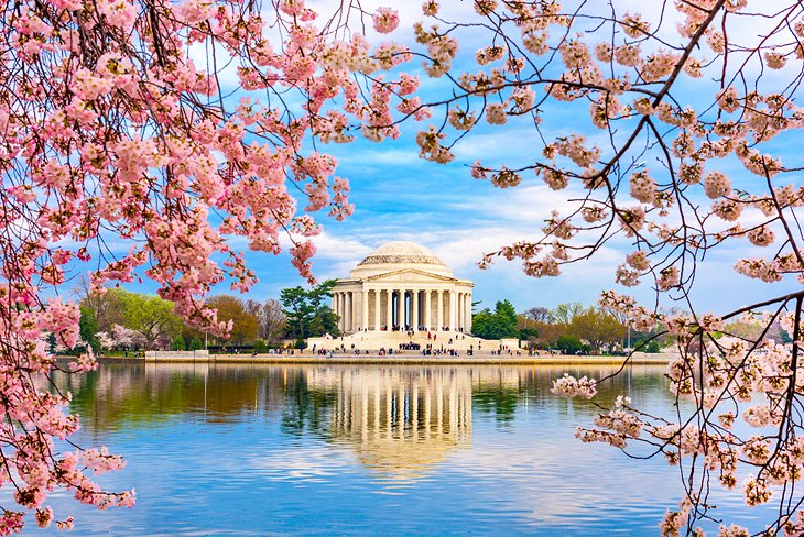 杰斐逊纪念堂,春天的樱花
