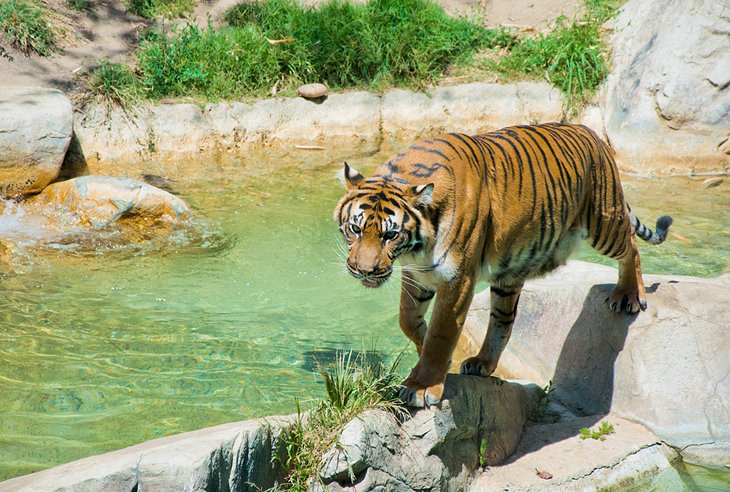 洛杉矶动物园的一只孟加拉虎